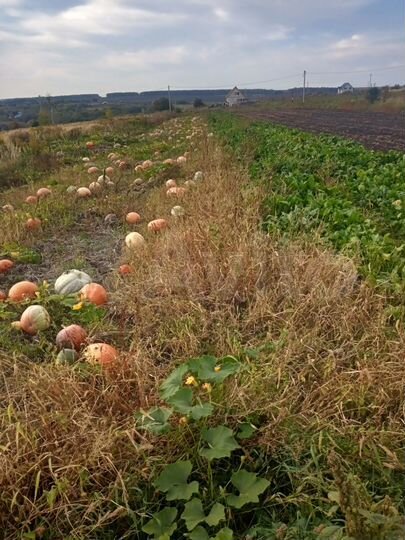 Участок 15 сот. (ИЖС)