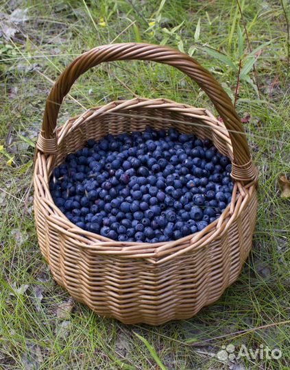 Черника свежая