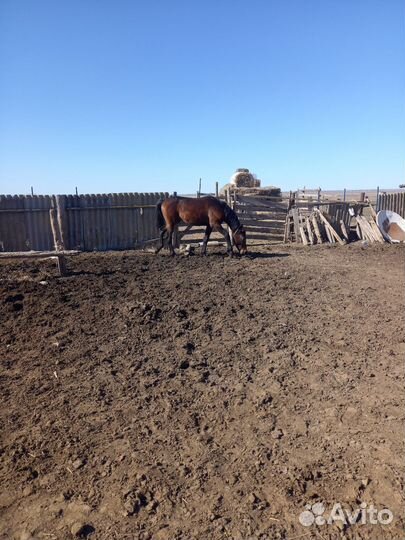 Продажа лошадей