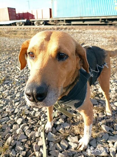 Ищет дом собака