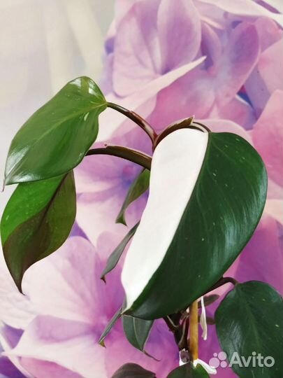 Филодендрон Strawberry Shake, Ло Споттед