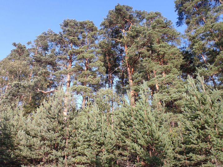 Участок 5 га (СНТ, ДНП)