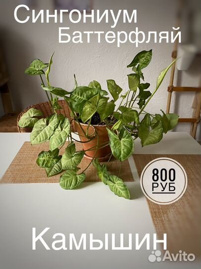 Сингониумы