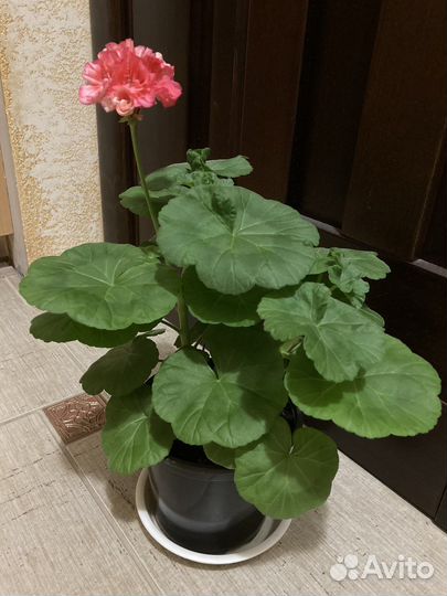 Герань пеларгония