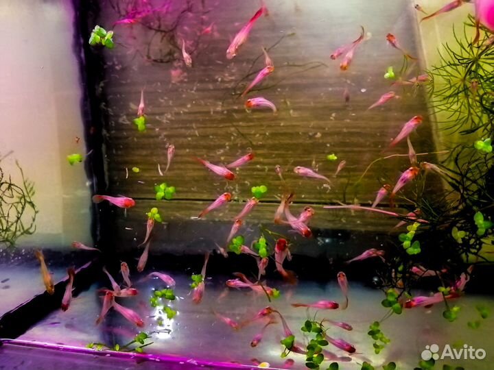 Гуппи красная шапочка, молодёжь, малёк