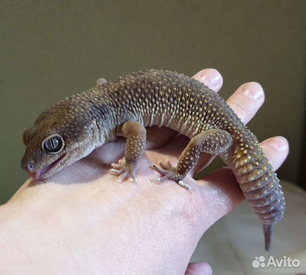 Эублефары морфы поттернлесс