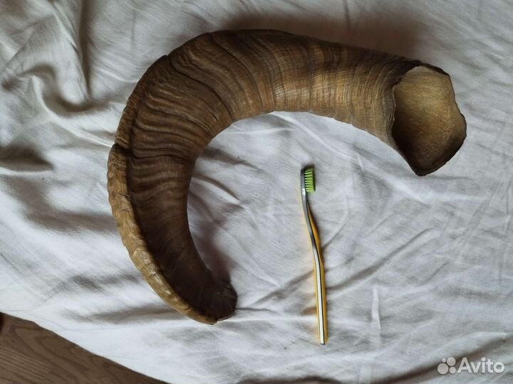 Древний рог горного козла