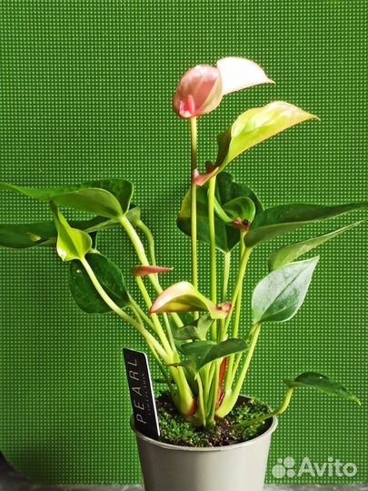 Комнатные цветы Антуриум