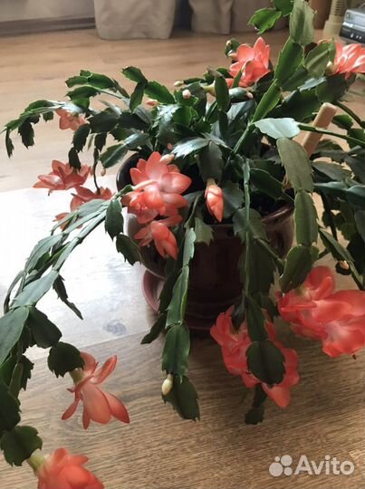 Декабрист укорененные черенки