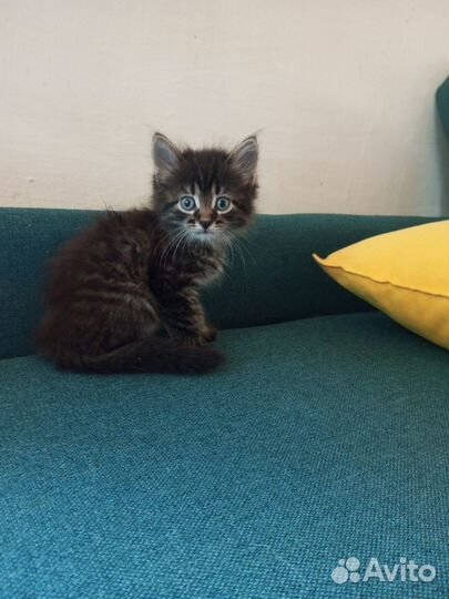 Предлагаю котят