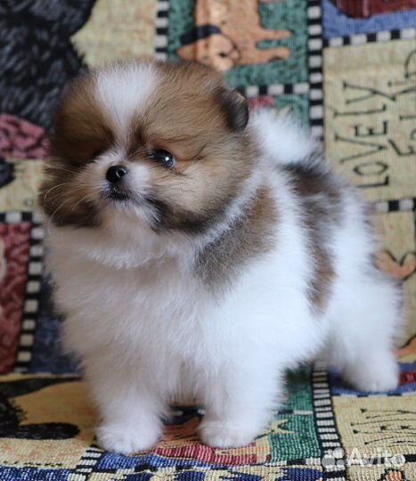 Щенки шпица