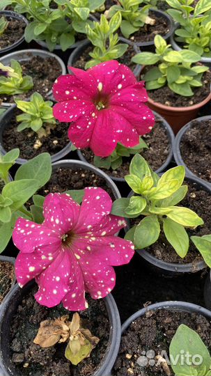 Цветы петунии бархатцы