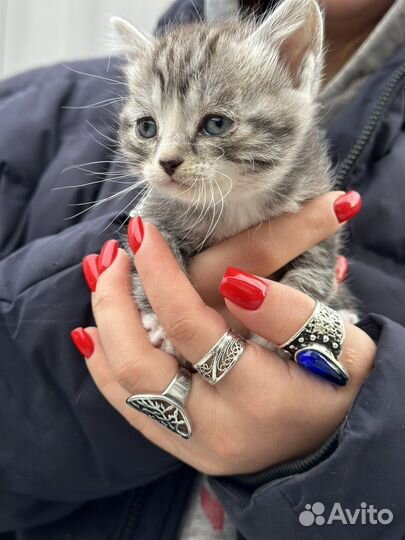 Котята бесплатно