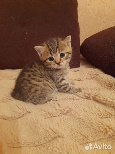 Британская