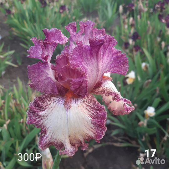 Ирисы бородатые сортовые на 24 год