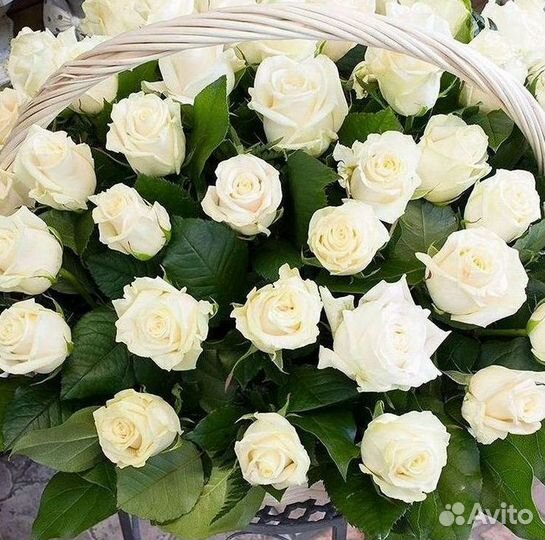 101 Роза Цветы Букеты 51 25 Роз Доставка