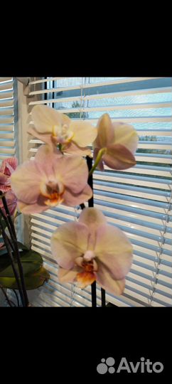 Орхидея фаленопсис