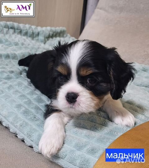 Кавалер кинг чарльз спаниель