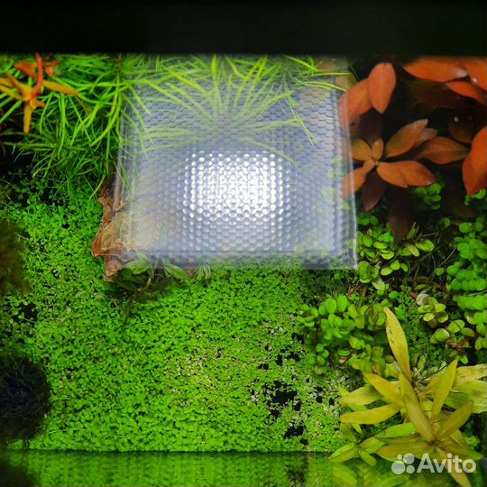 Аквариумные растения