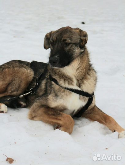 Молодой Гефест тоскует в приюте