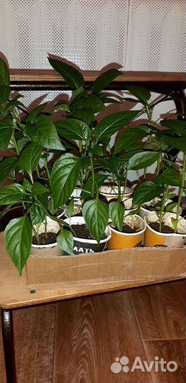 Рассада томатов, перцев и баклажан