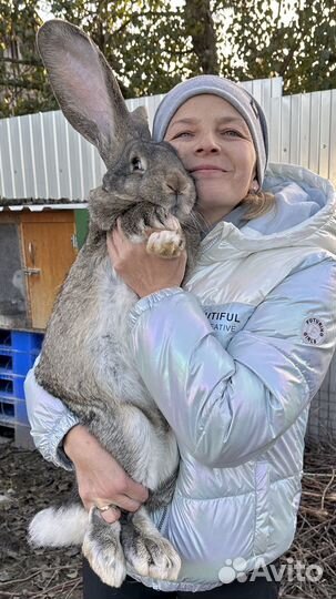 Кролики породы великан и ризен