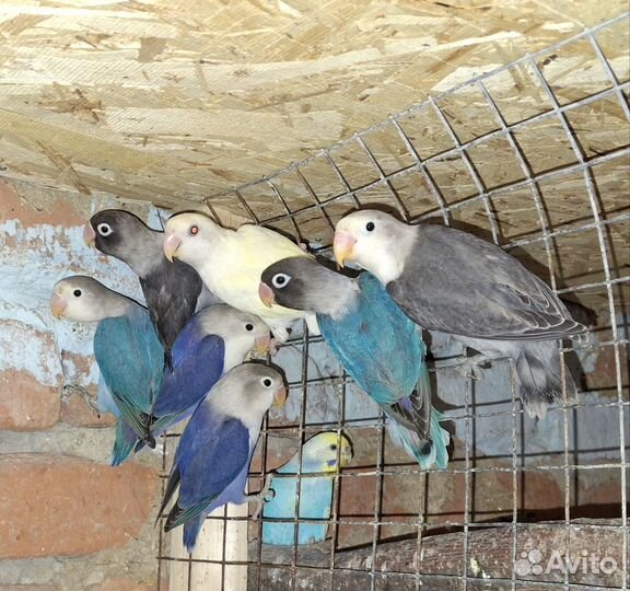 Попугаи неразлучники