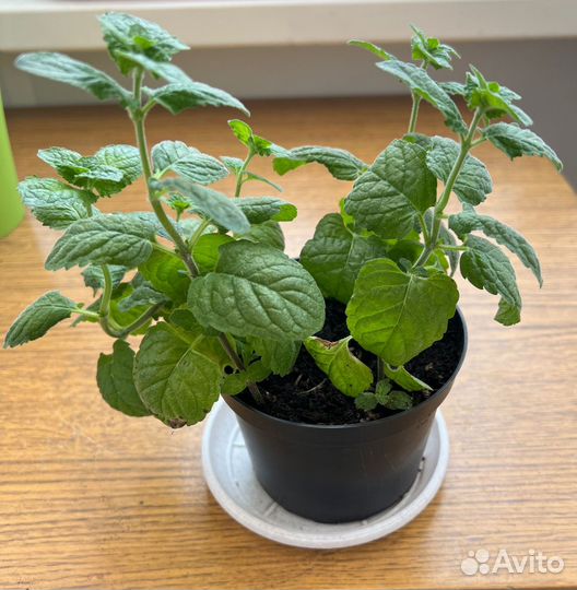 Комнатные цветы. Мята