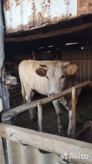 Поросята-1,5 мес, тёлка 1,5 года