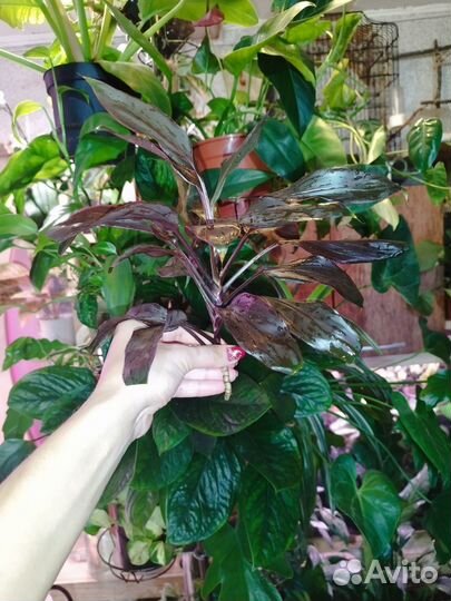 Кордилина Мамбо