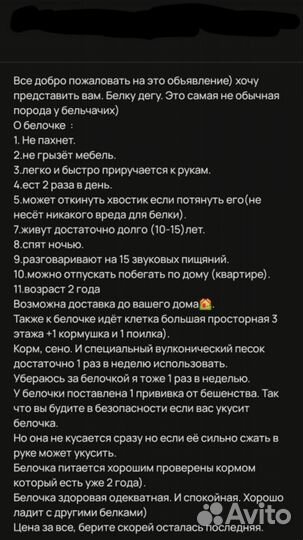 Чилийская белка дегу