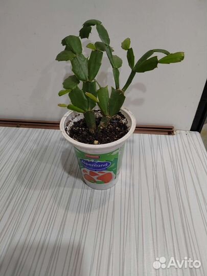 Продам цветы комнатные