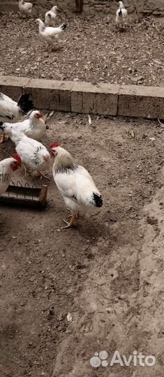 Петухи серебрянка