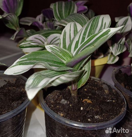 Традесканция