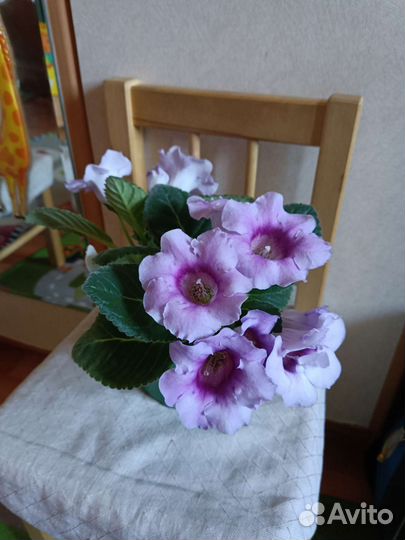 Глоксиния цветущая сиреневая