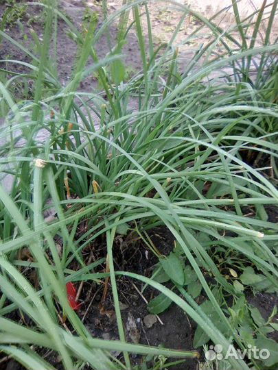 Цветы садовые