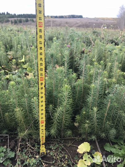 Сеянцы ели окс, ели зкс, сосны окс