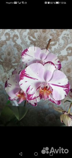 Орхидея фаленопсис мэджик арт