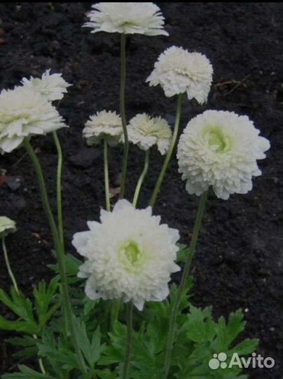 Садовые многолетники