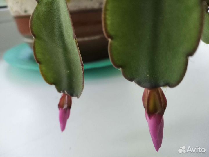 Декабрист(рипсалидопсис)