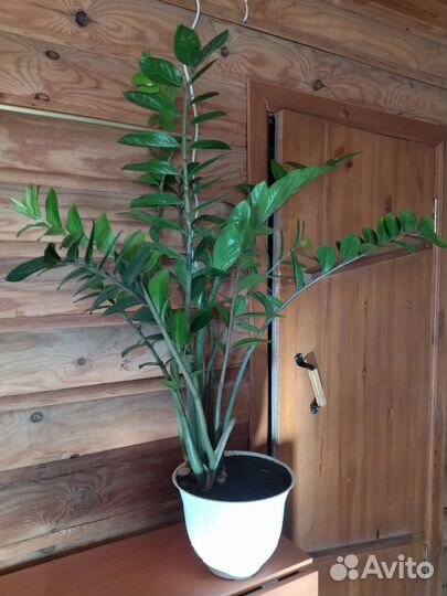 Замиокулькас