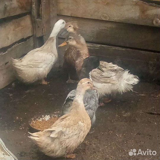 Утки