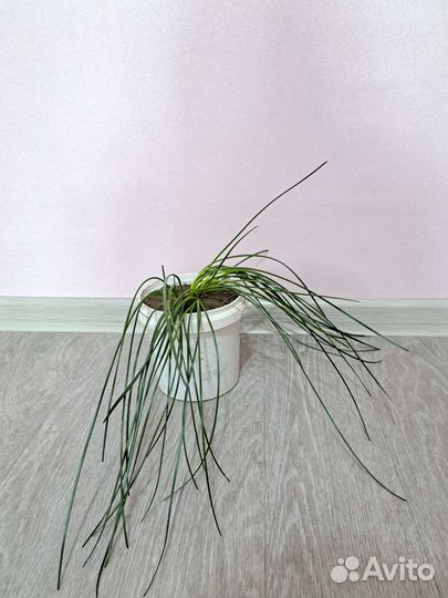 Замиокулькас и другие комнатные растерия