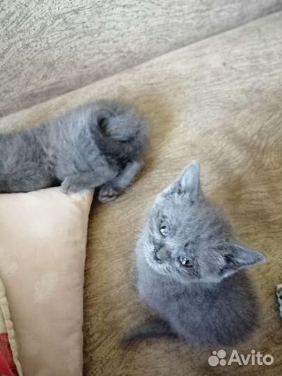 Шотландская кошка