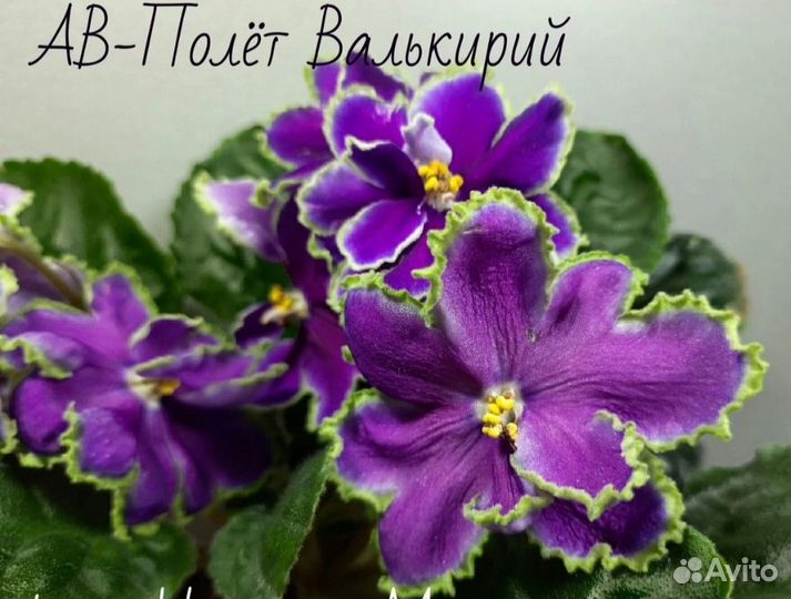 Детки сортовых фиалок