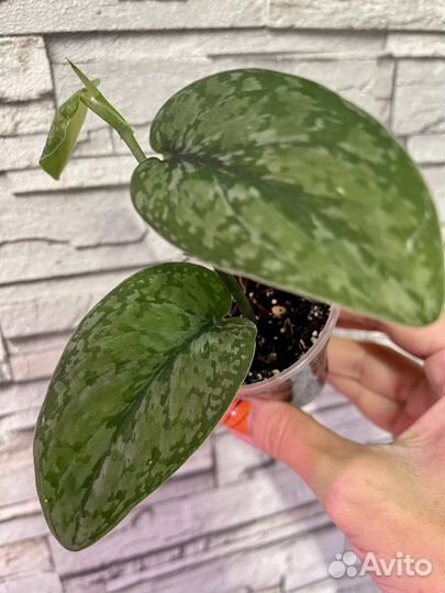 Эпипремнум Вайт марбл