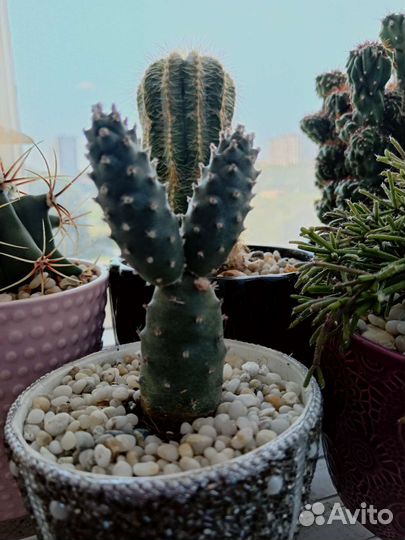 Кактус опунция диодемата инермис