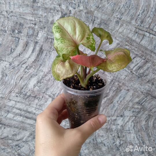 Сингониум клубничный лед