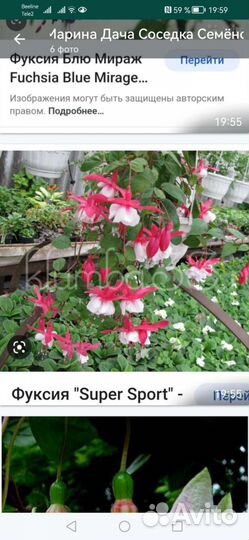 Комнатные цветы фуксия