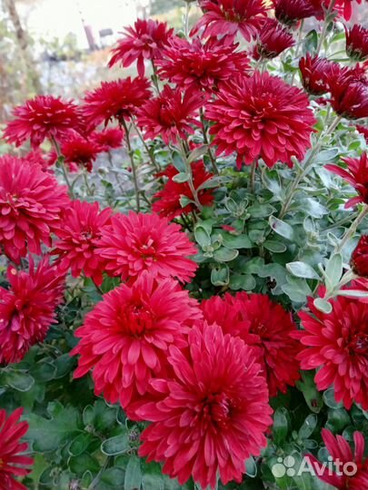 Хризантема